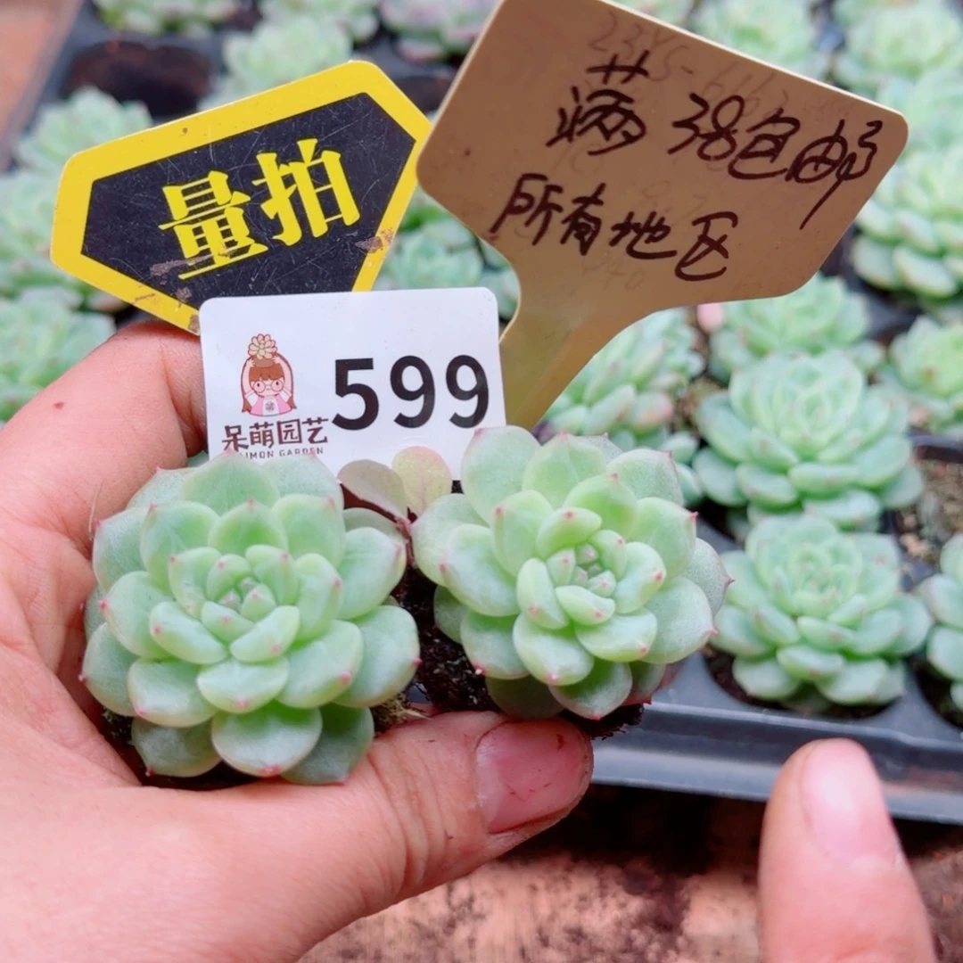 多肉植物多肉植物