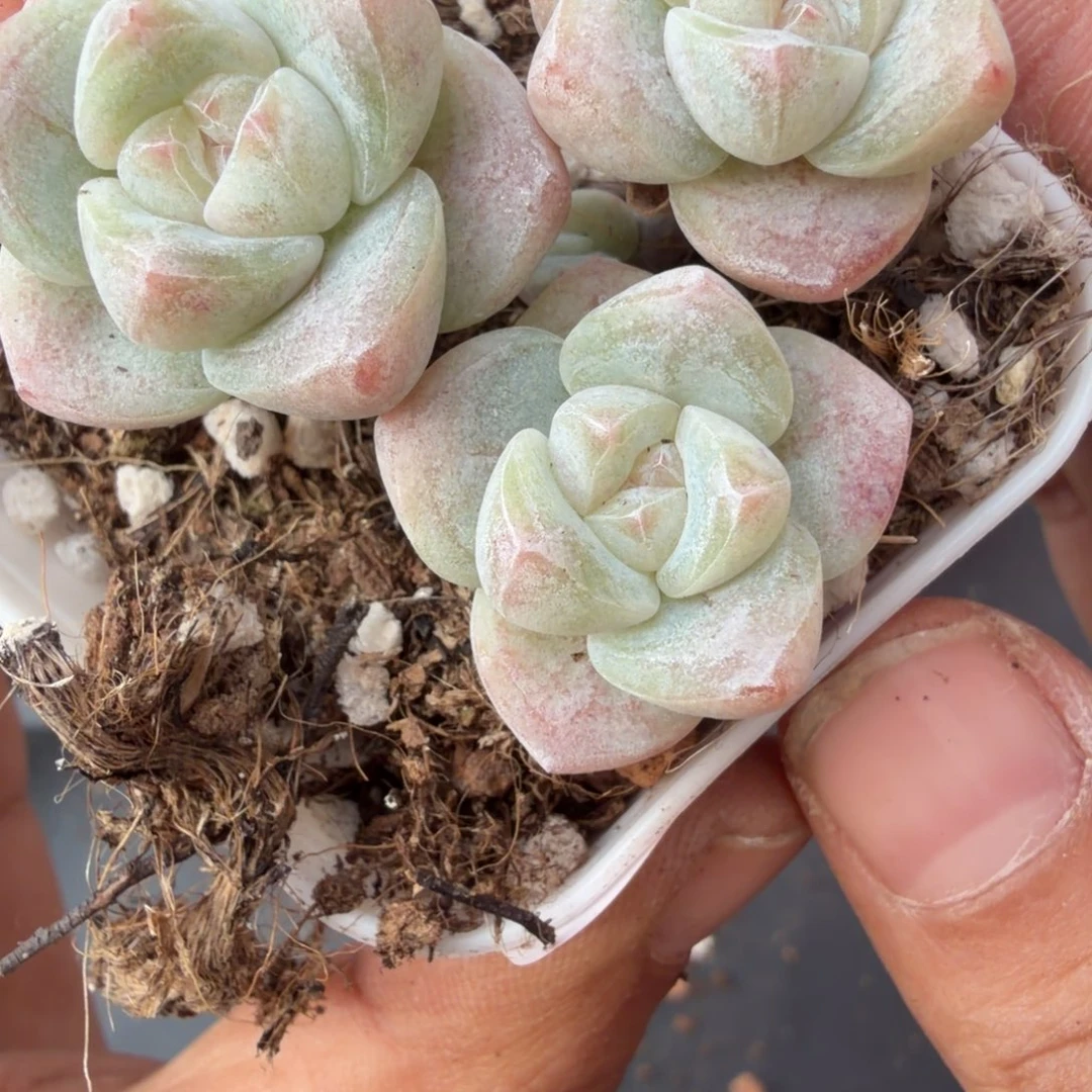 270 号到手一颗江北多肉