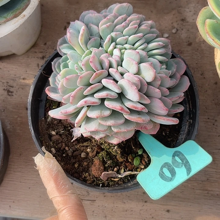 *****两单包邮，一物一拍，60