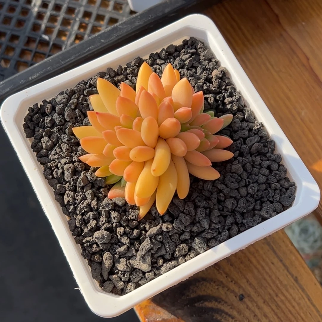 张张精品多肉甄选海洋之歌缀