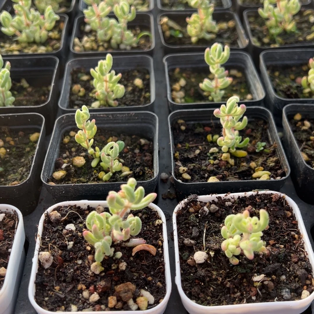 红宝石锦55杯精品