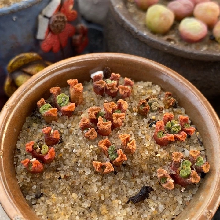 三头火柴头一颗一个