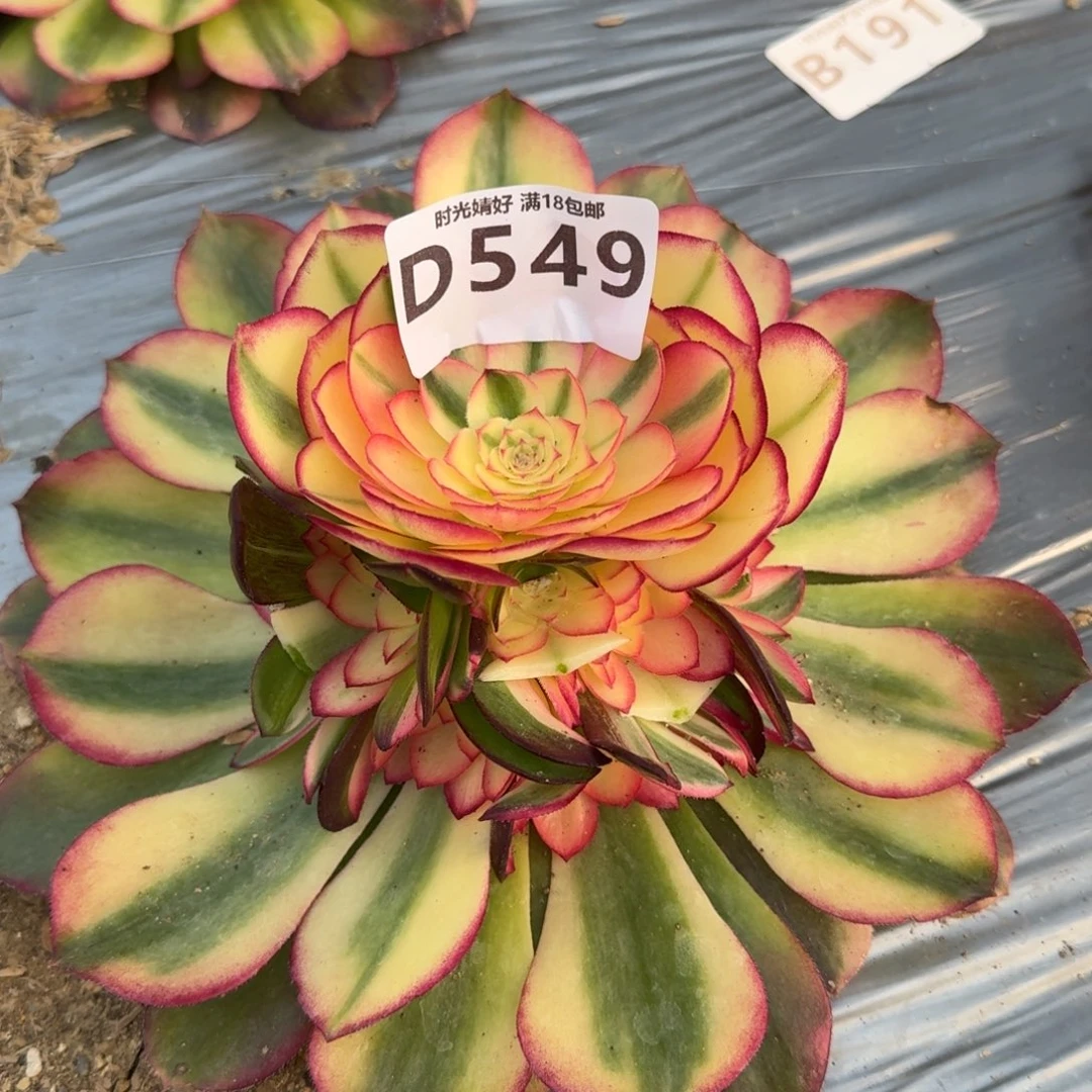 549荔枝高锦多肉植物