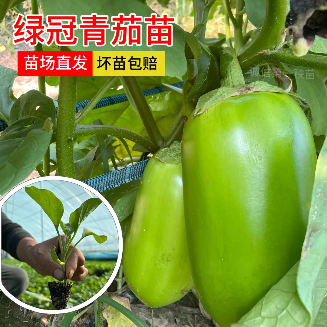 绿冠茄子苗绿茄子种青皮茄子牛心茄绿色灯泡茄绿圆茄子秧苗高产