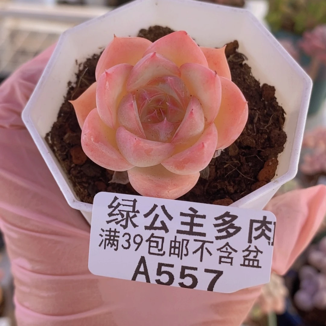 法兰西玫瑰单头557多肉植物