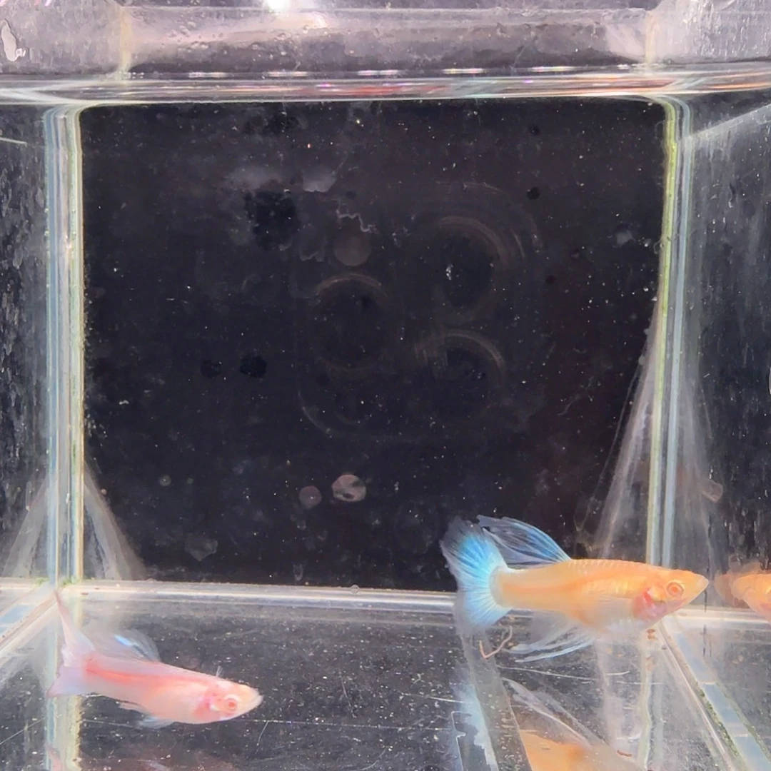 孔雀鱼蓝白缎带1对