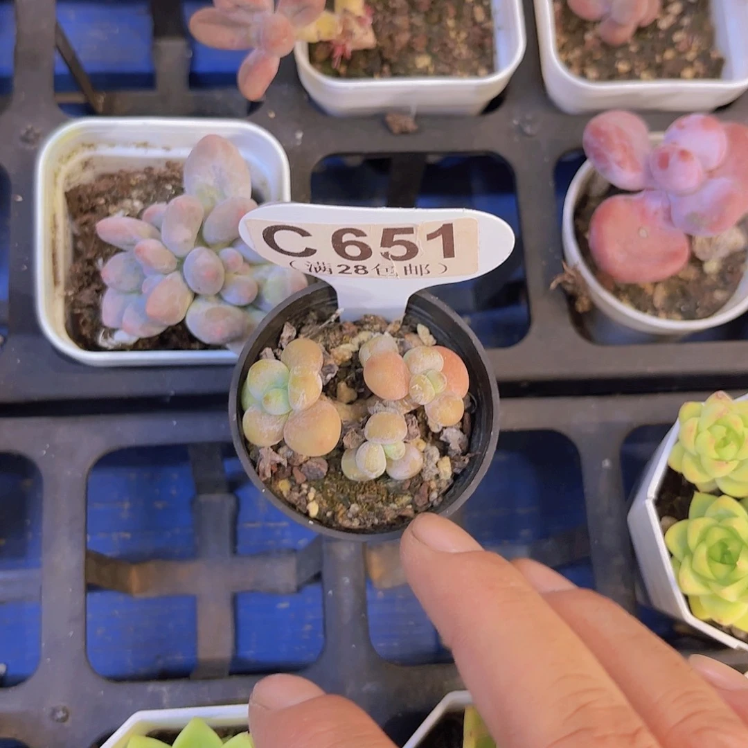 C651洛神一物一拍