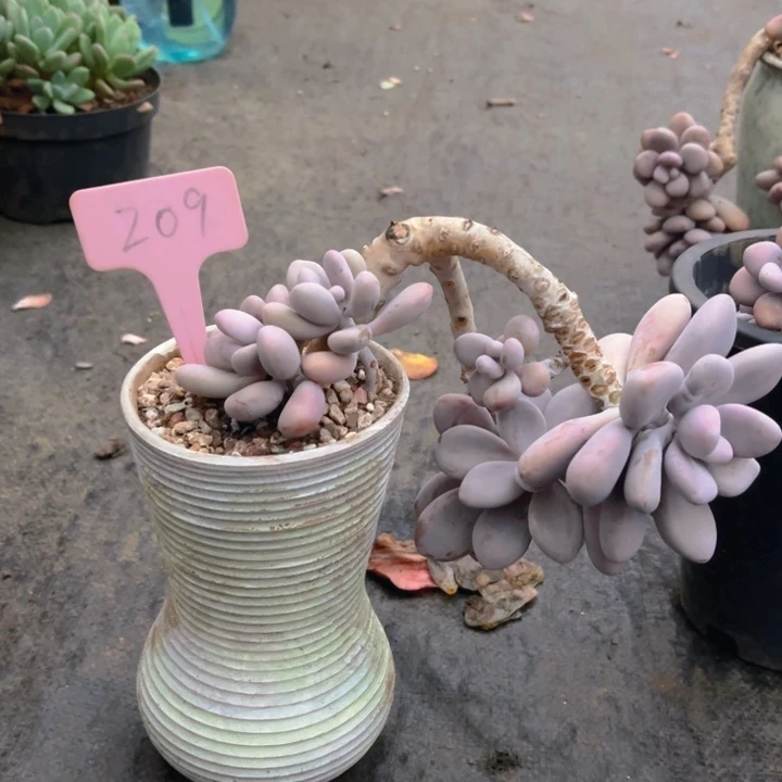 桃蛋多肉植物2 0 9