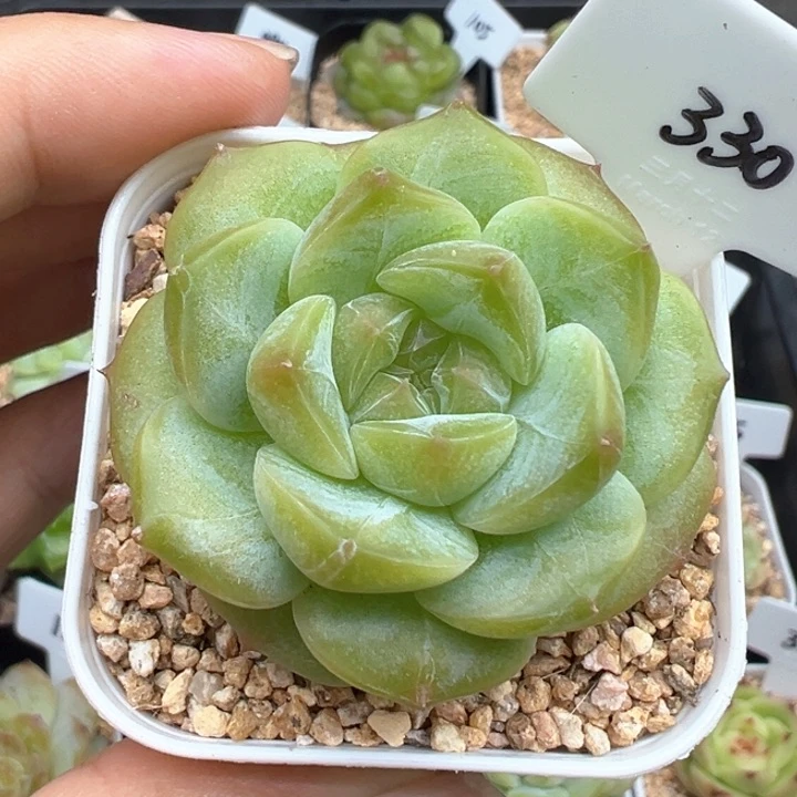 330号绿体珍妮 晗雨多肉