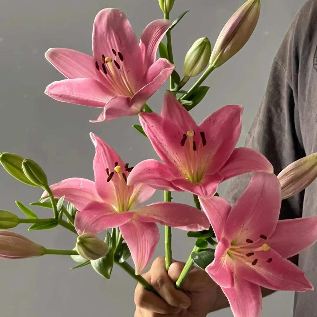 家居鲜花 小粉仙百合 10支装20个花苞