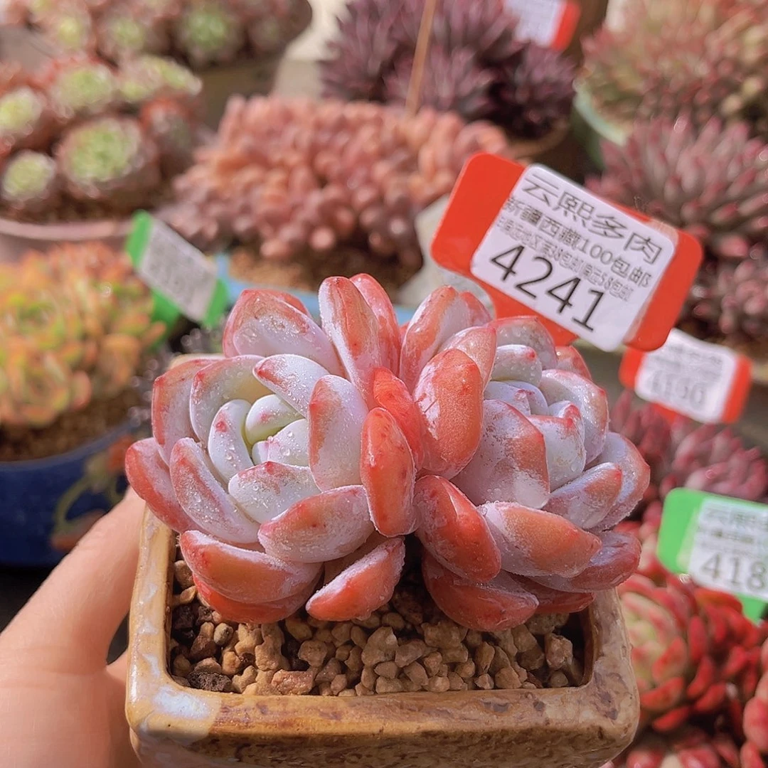 4241奶盖多肉植物