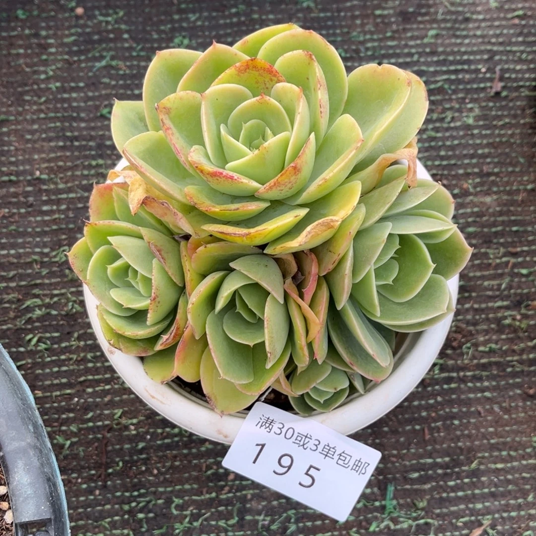 195星娜塔群多肉植物……