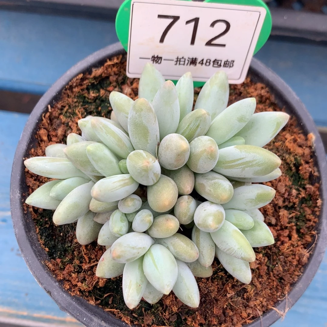 白兰地无砍平头7头712