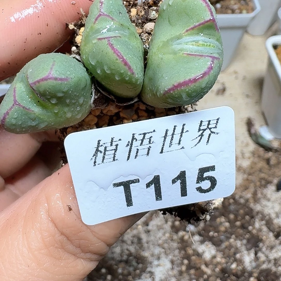 115盒多肉植物哇fv