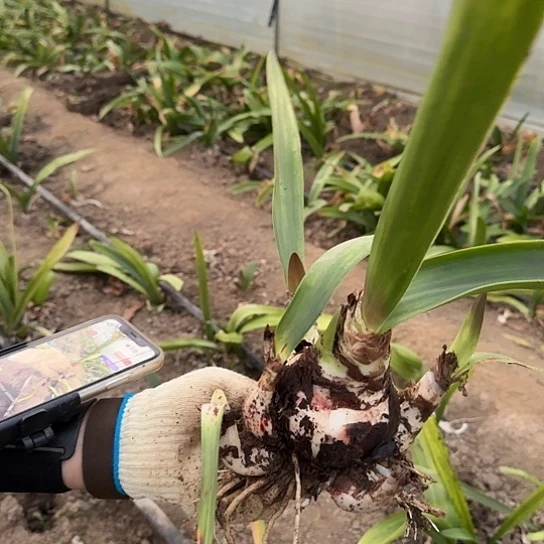 双王7.5厘米6侧芽