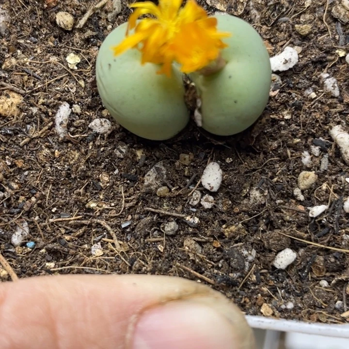 642双头橙花鸽子蛋