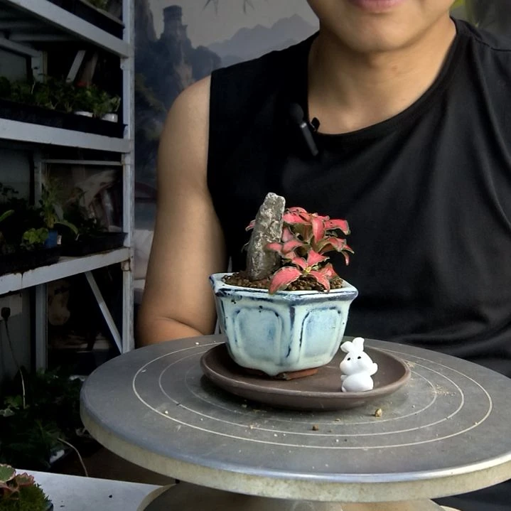 ?**顺中青园艺一物一拍282