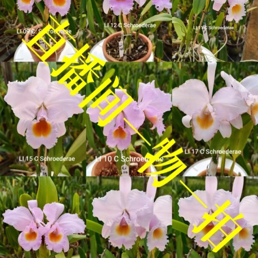 直播卡特兰直播直播链链接