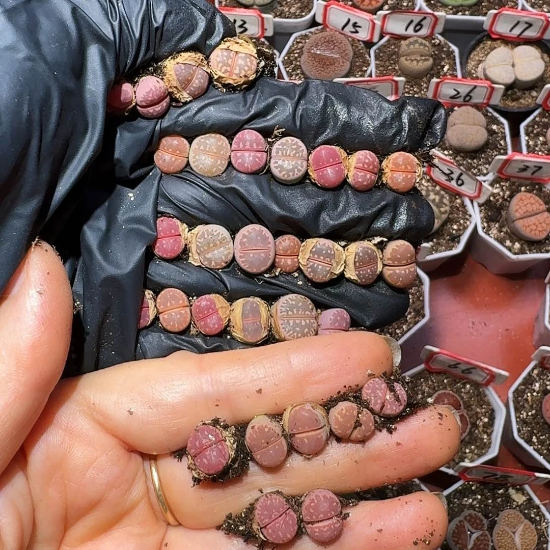 徐****?生石花333:：。  65