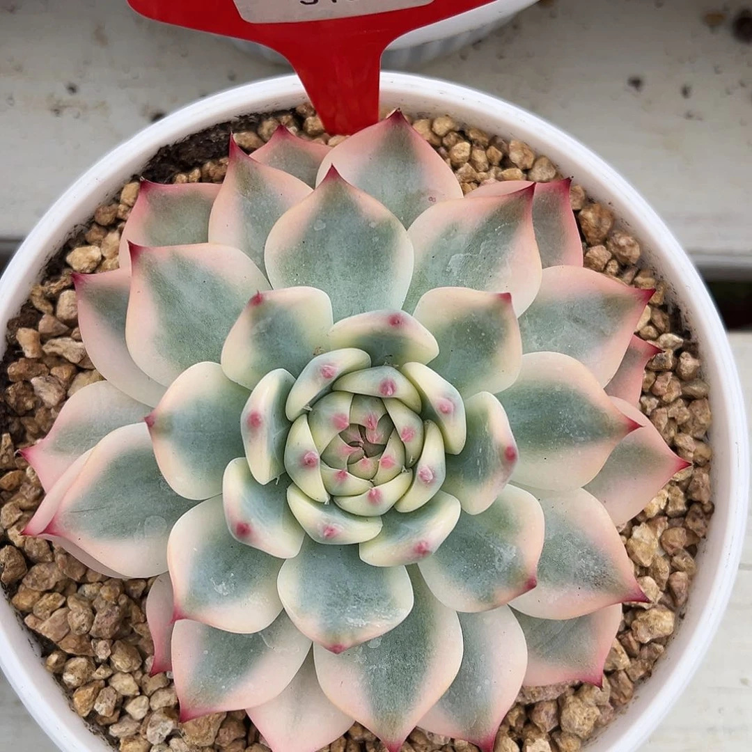 3165号吉娃娃锦多肉