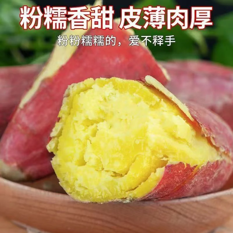 【正宗板栗红薯】现挖现发山西黄河滩沙地板栗红薯地瓜干面粉甜番薯
