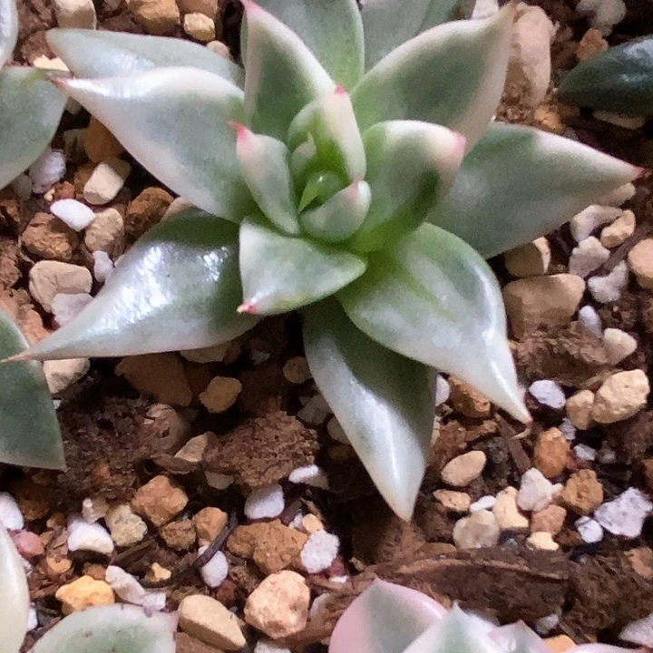 东云东云一物一拍