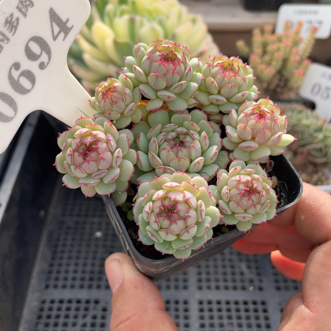 0694小红船不带盆8厘米