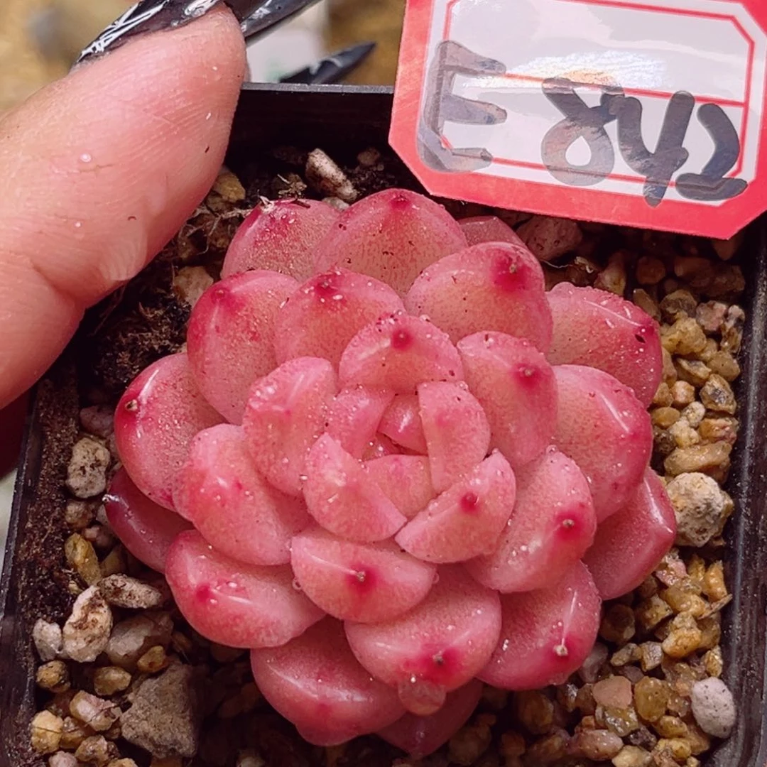 E842一物一拍 灵宝