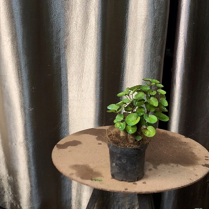 完全开放145555552