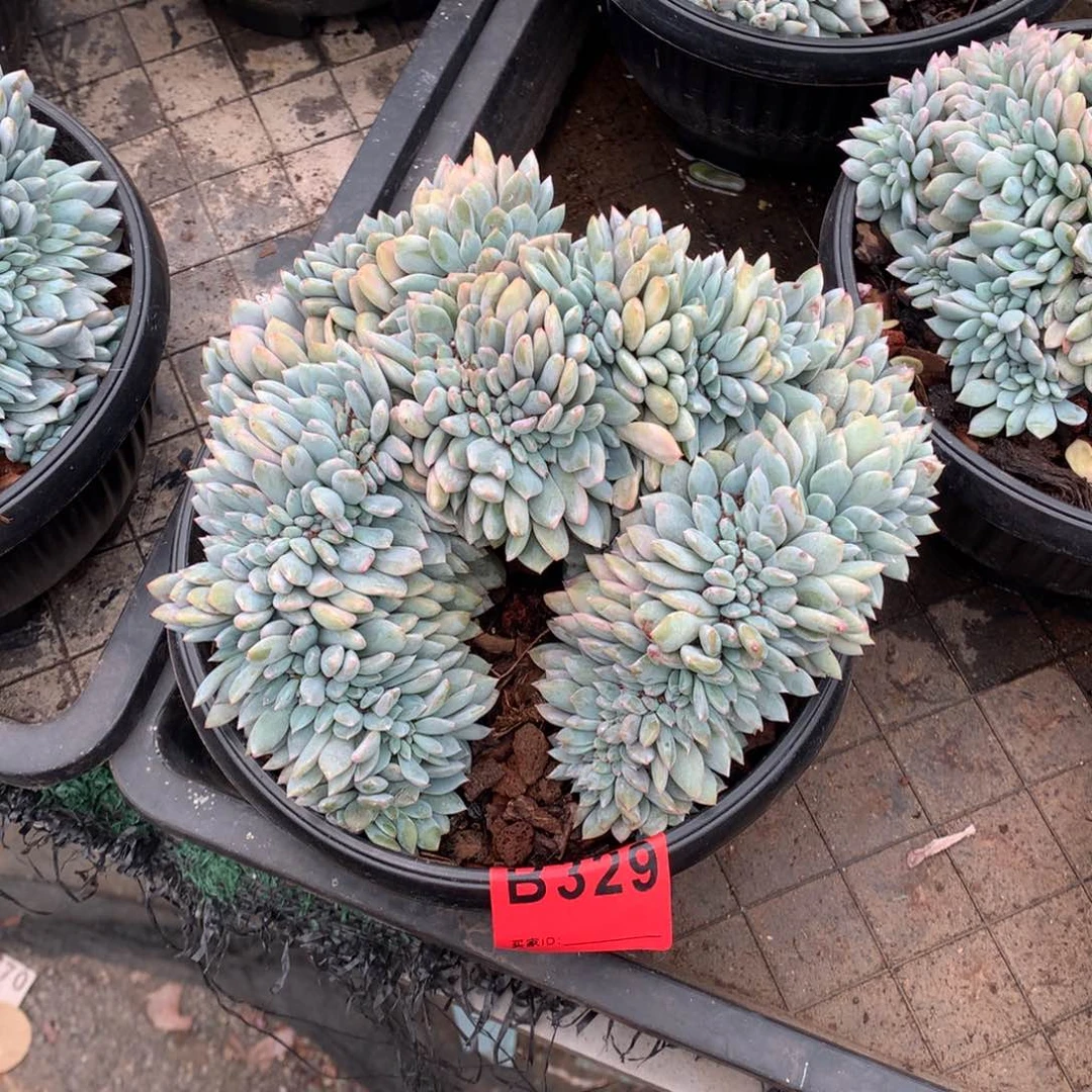 329橙子缀化多肉植物