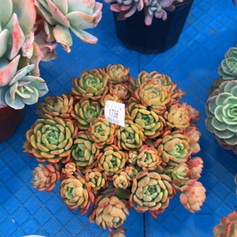 步*瑶1738芬达多肉