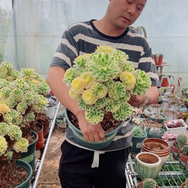 大颗迈巴赫多肉法师