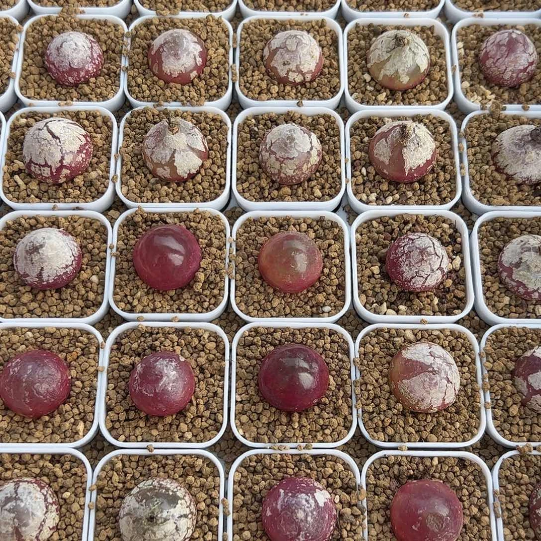 0000量拍大灯泡1颗尺寸2.0上下脱土发