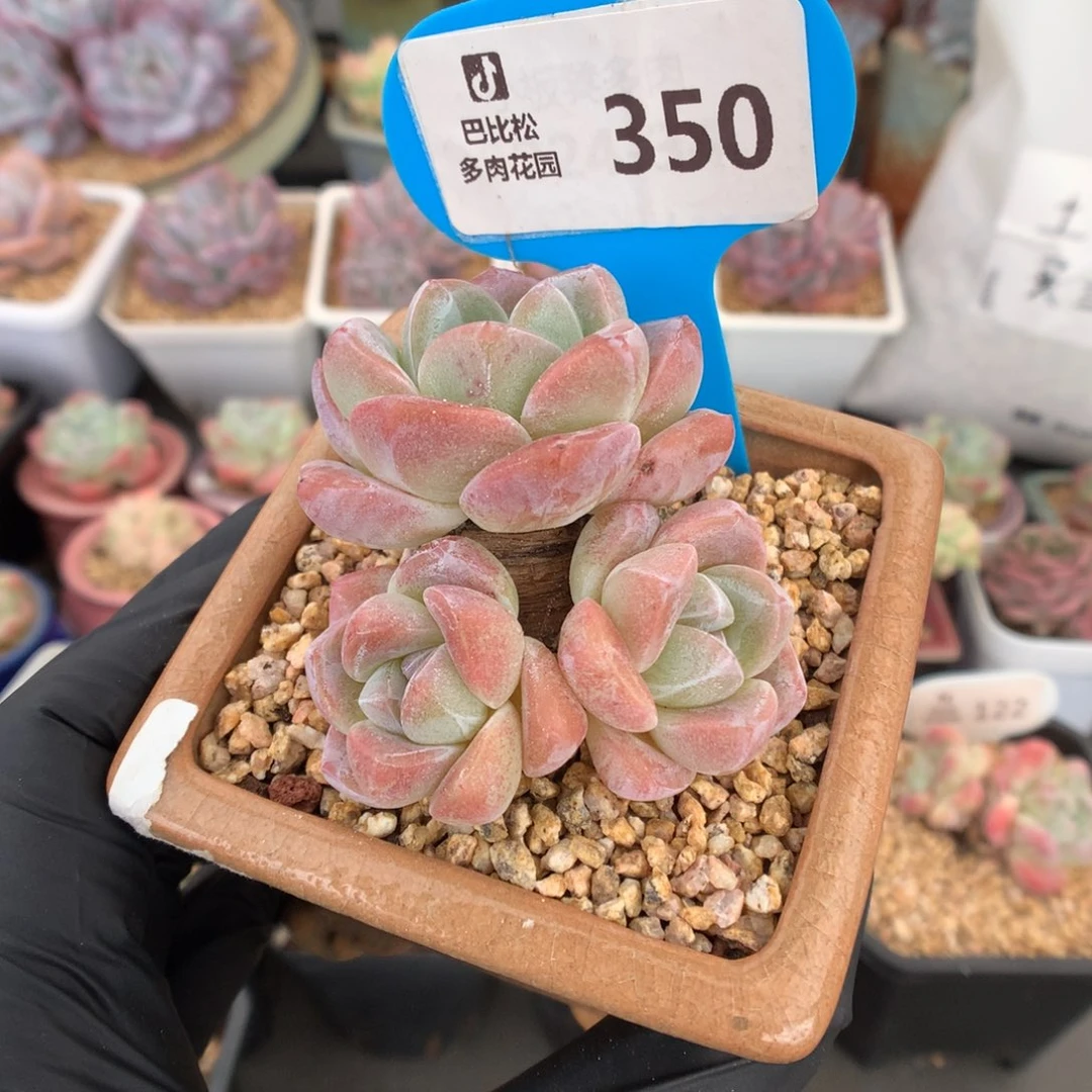 350 粗腿巧克力冰玉