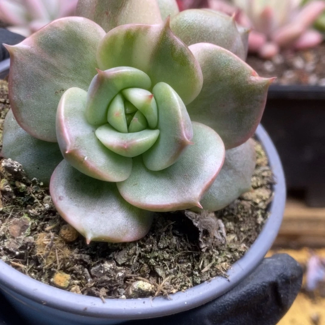 723贝加尔湖锦锦锦锦锦锦