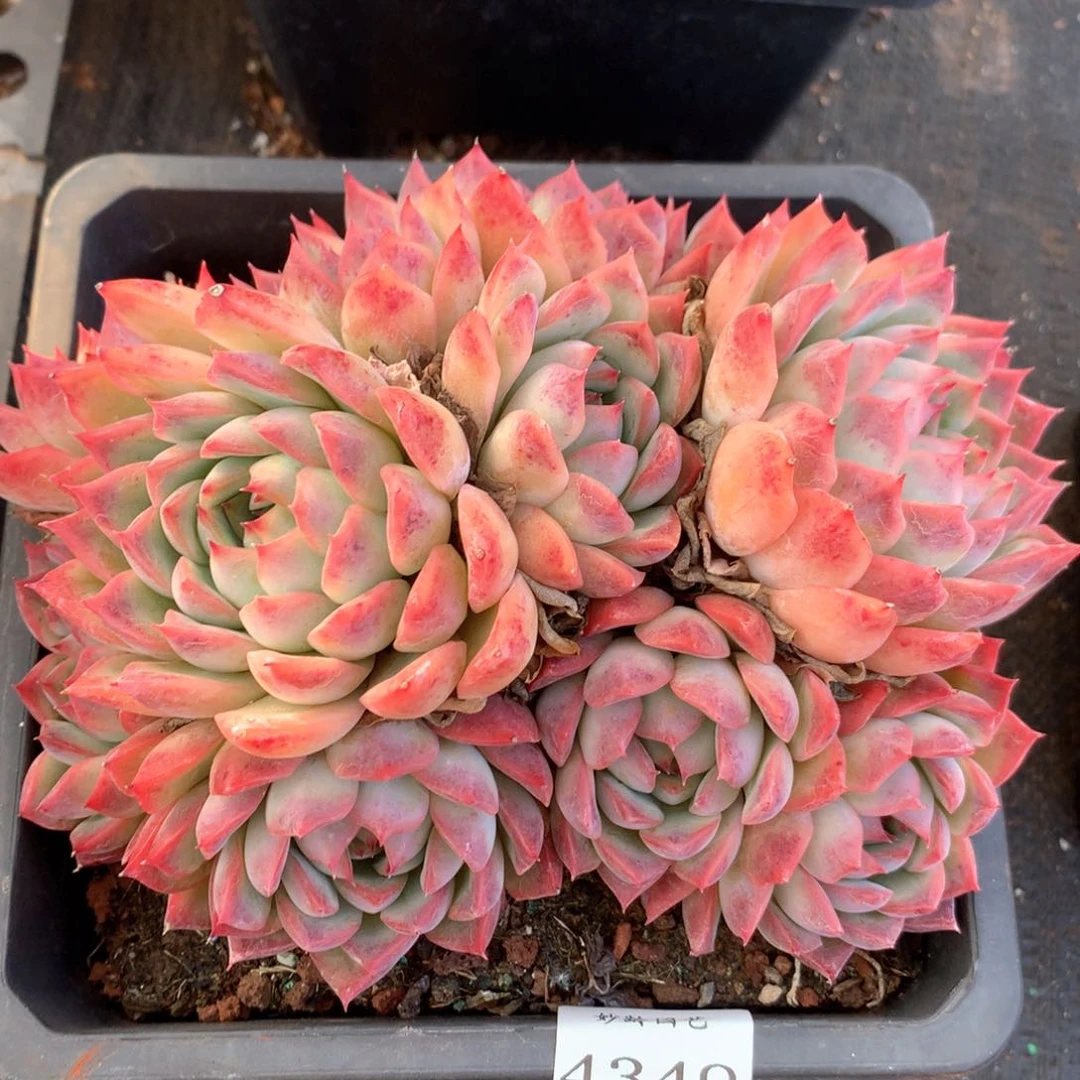 4349杂交多肉植物基地