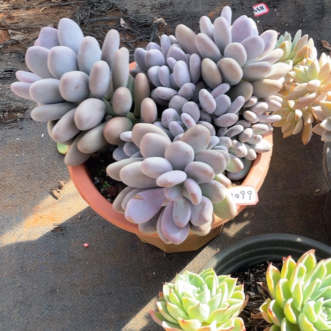 1099桃美人 一物一拍多肉