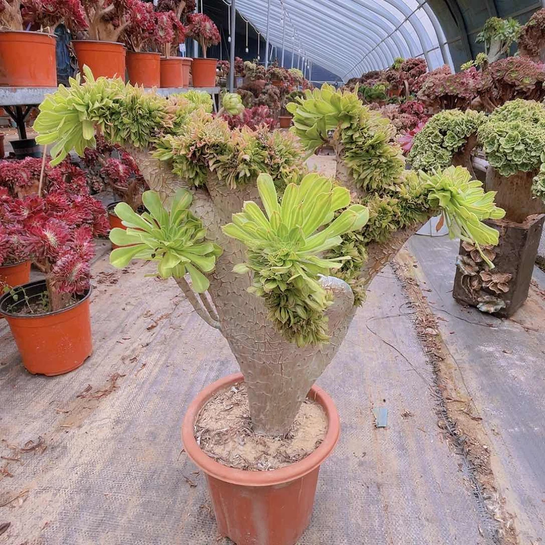 【闪购商品】无花朵碧螺春