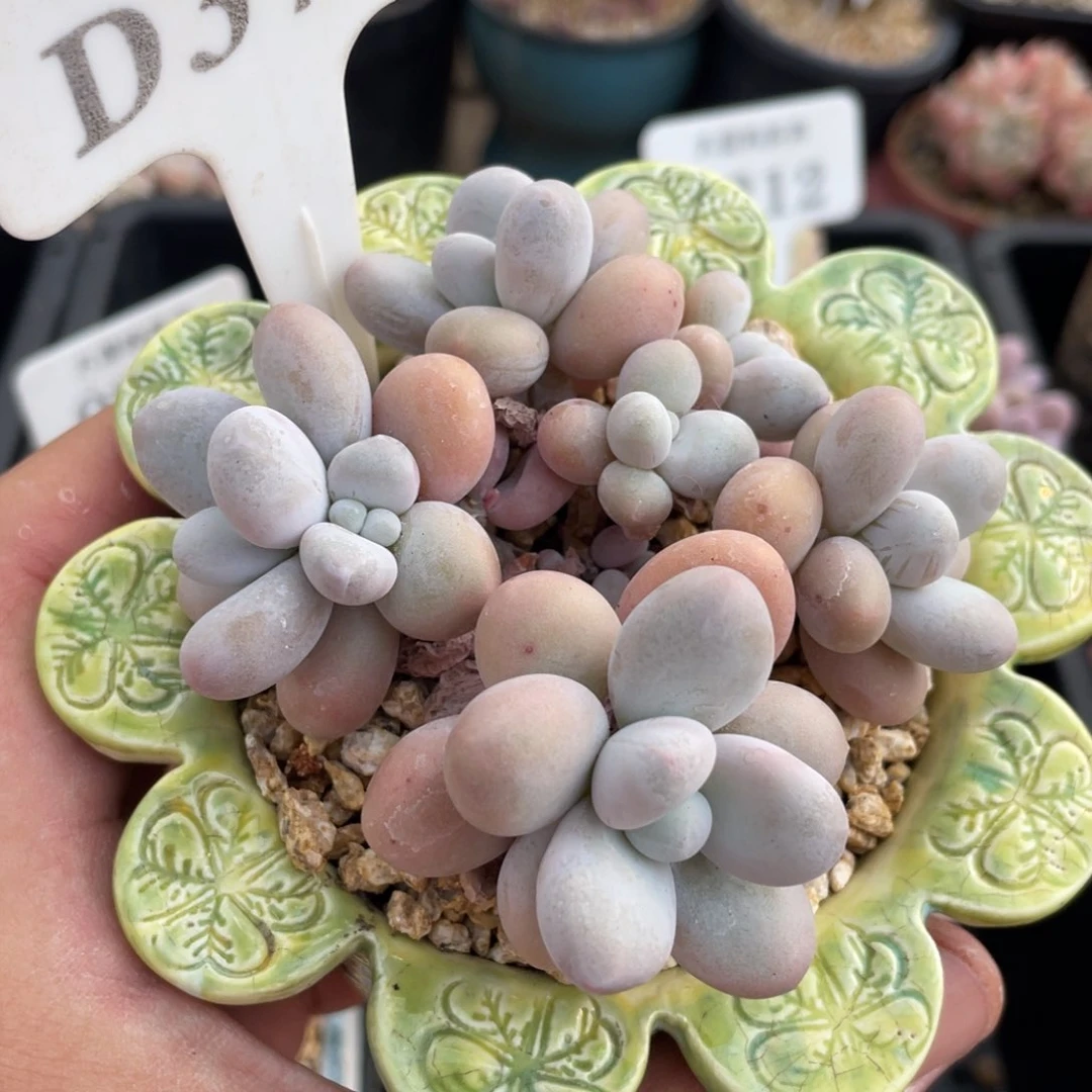 372奶酪不带盆8厘米