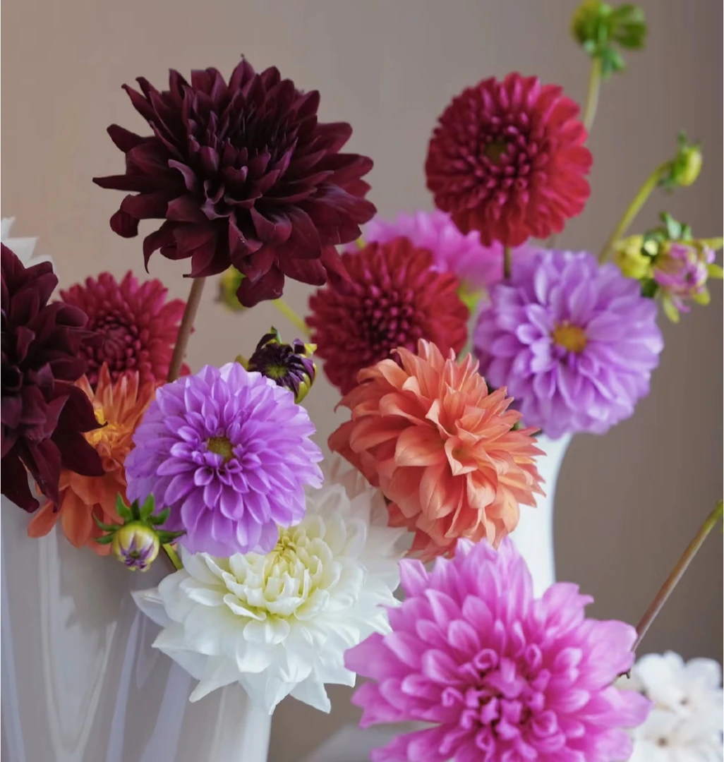 【随机色大丽花AK】大丽花1把  好养花开 | 全场任意满两单鲜花包邮