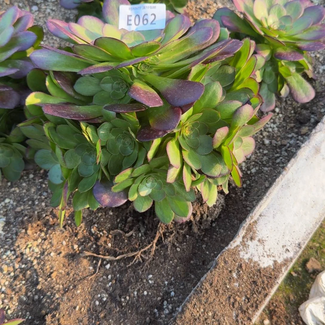 娴*062雨荷。 多肉植物