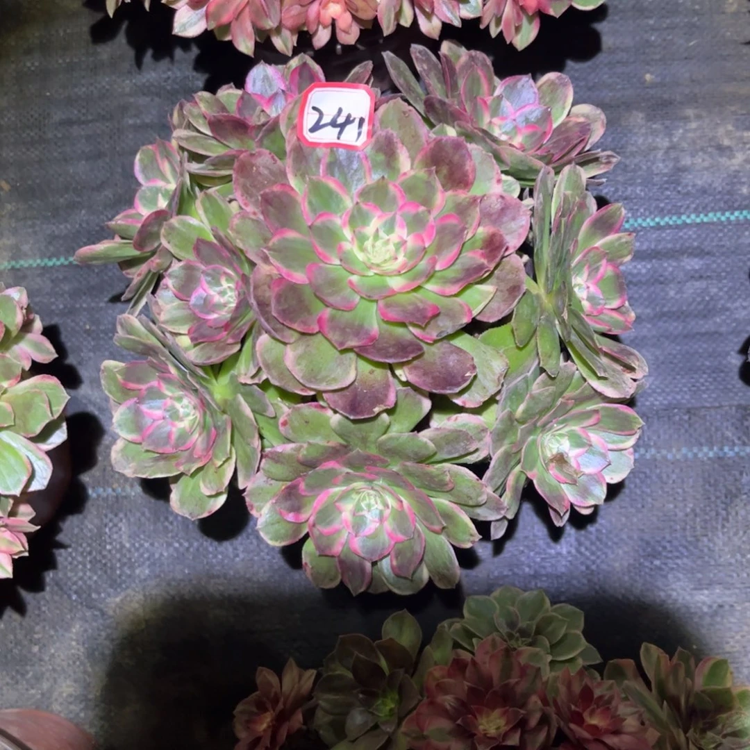 241多肉植物海神法师