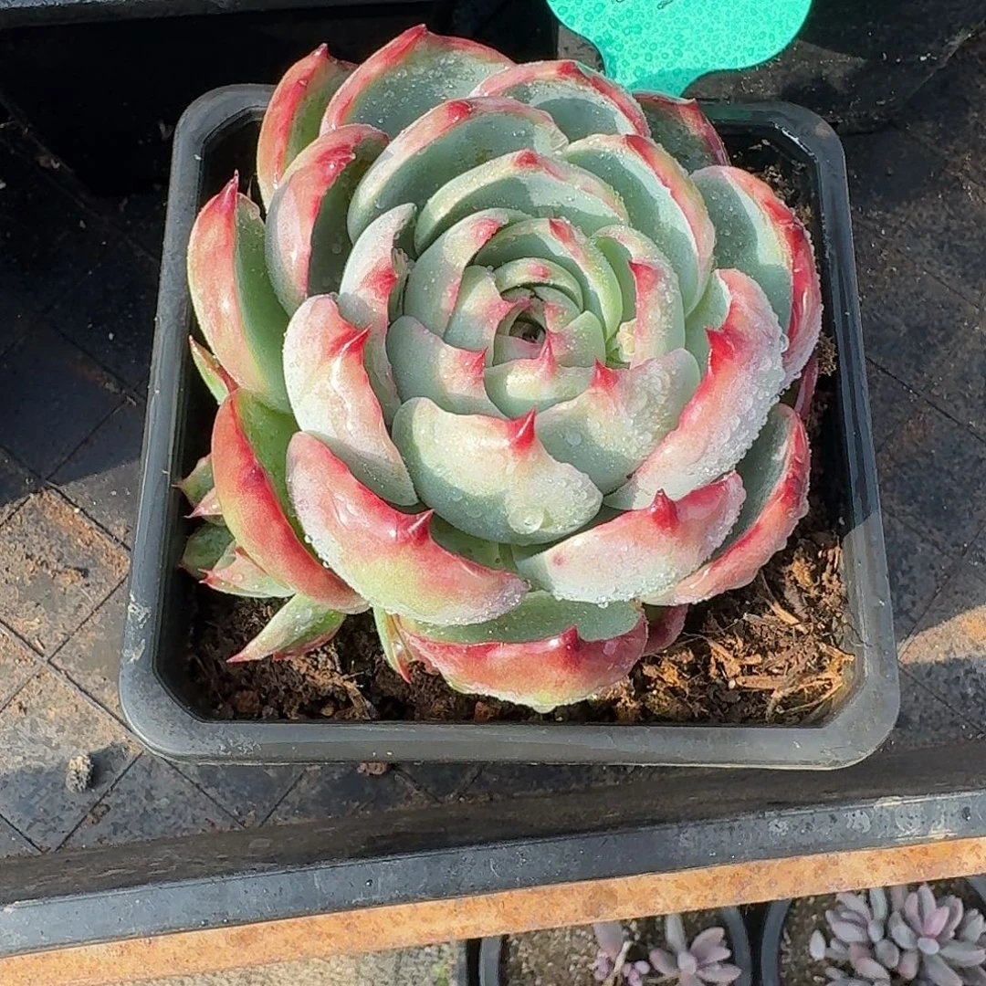 粉丝福利惊鸿仙子35