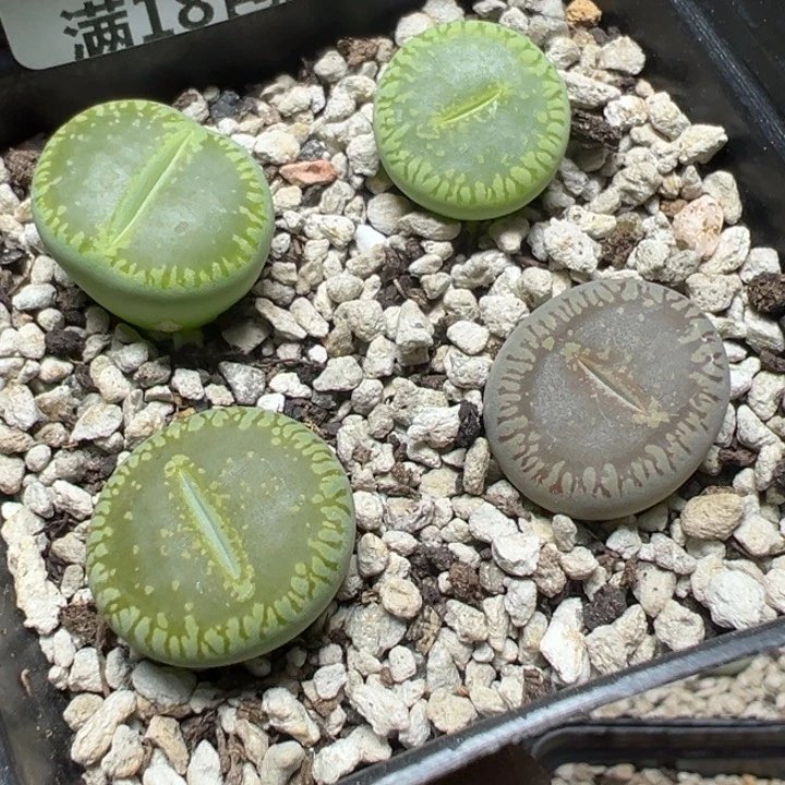 【闪购商品】 980。