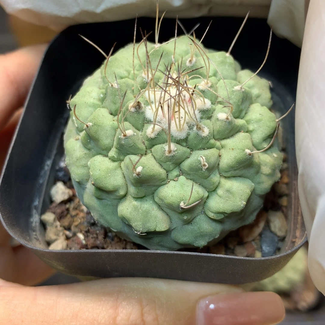 实生 控养菊水4.5公分带盆土发货