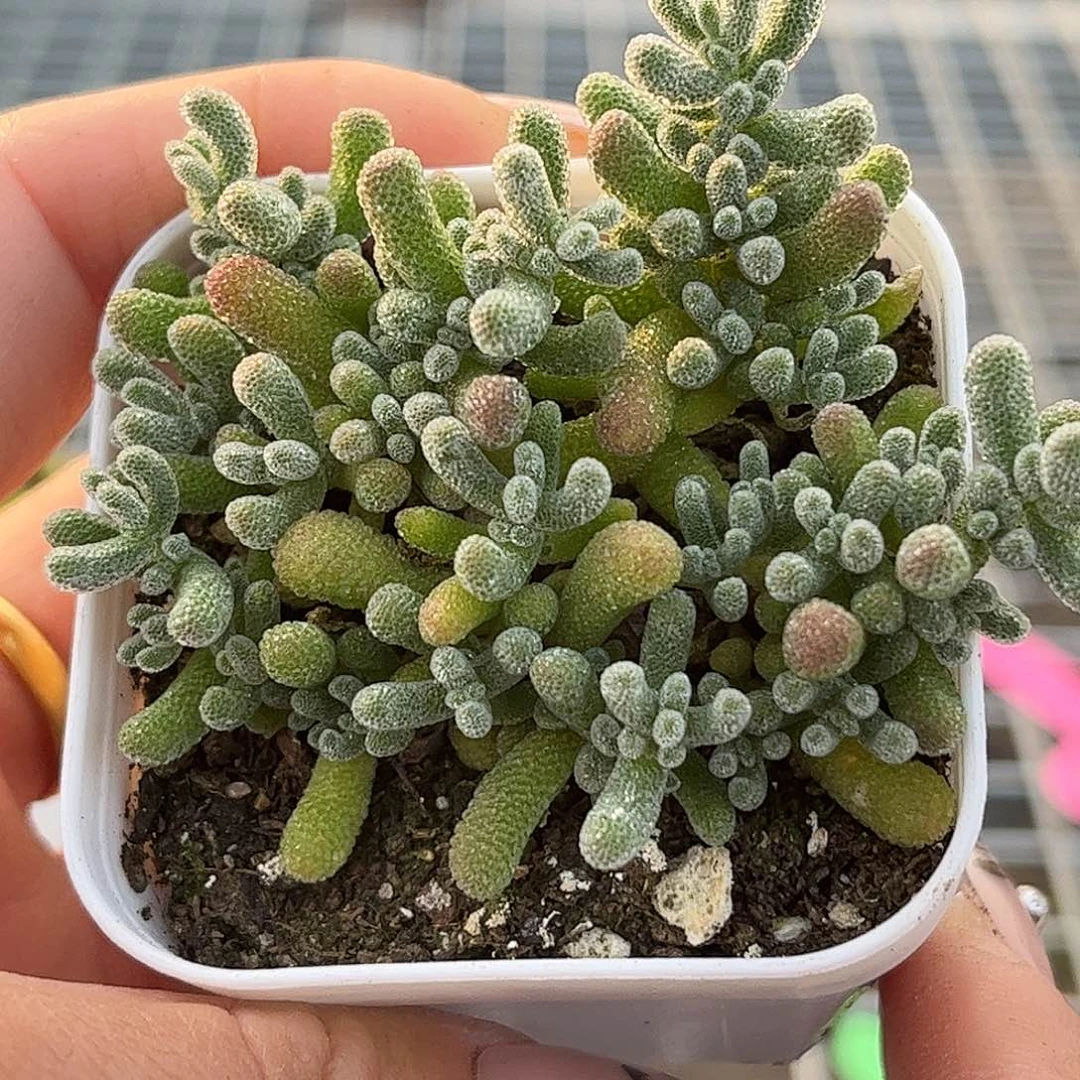 43冰晶优选枝干番杏