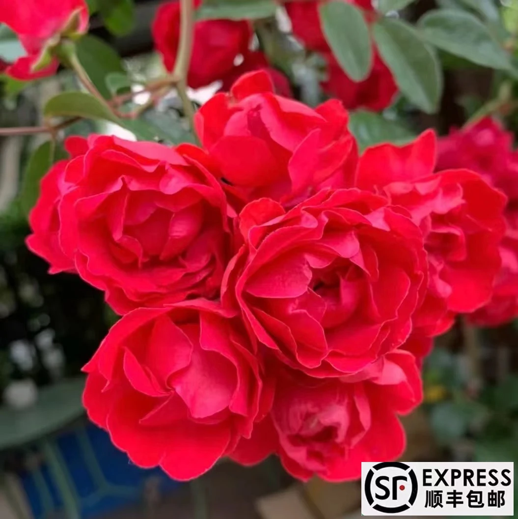 红木香  四季开花爬藤蔷薇月季春季夏季庭院 盆栽种植