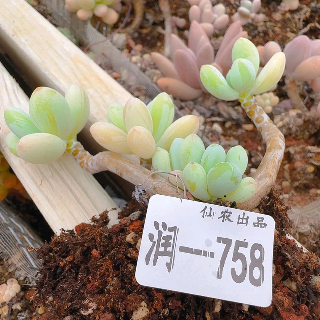奶，758，仙农出品