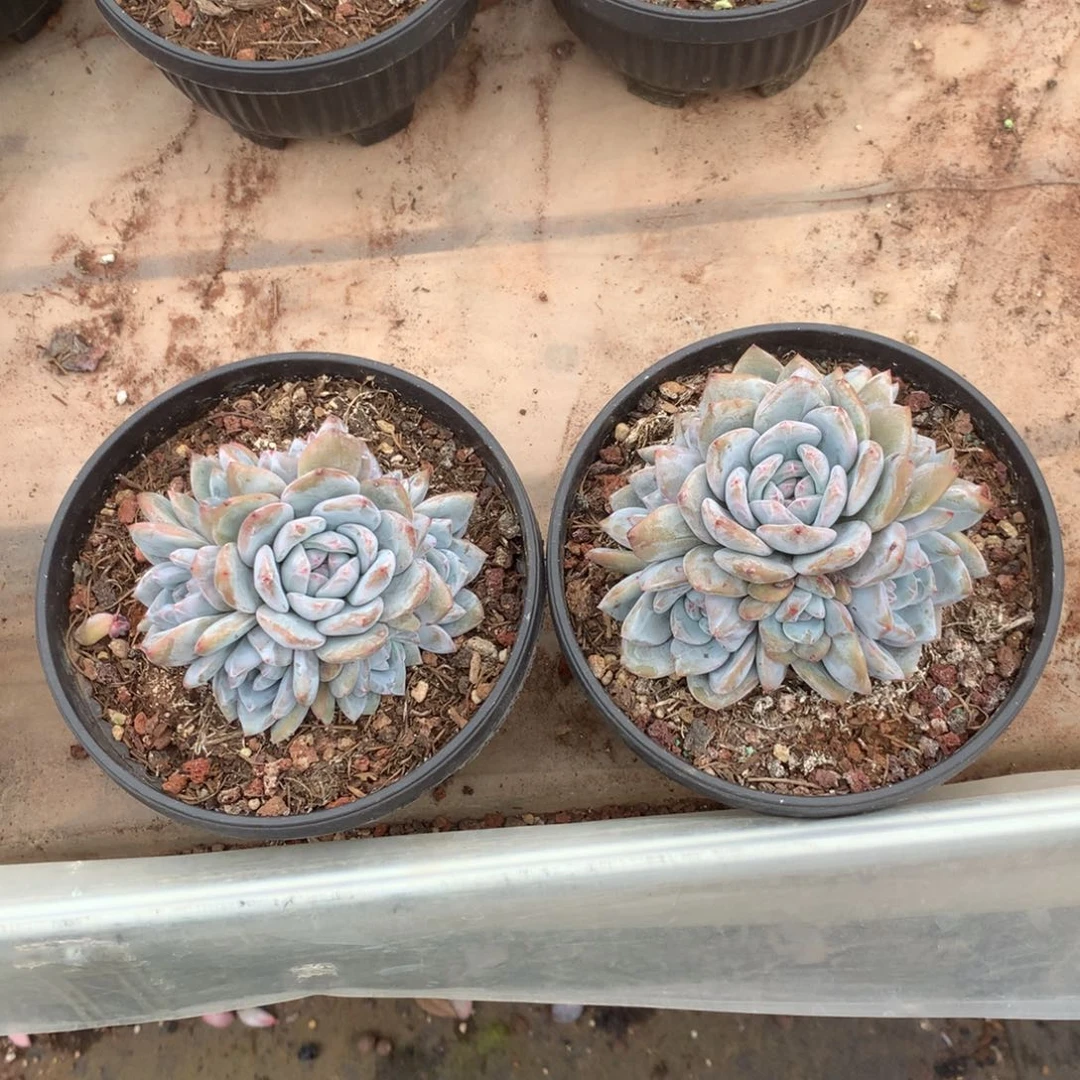 无花朵柯哈哈哈哈哈哈哈哈哈哈