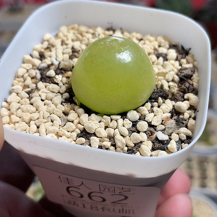 洁***佳人园艺博览会662